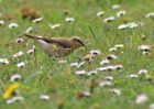 wheatear_2504q.jpg