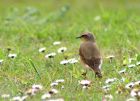 wheatear_2504r.jpg