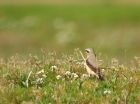 wheatear_290408a.jpg