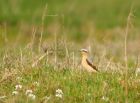 wheatear_290408b.jpg