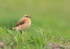 Filename=wheatear_290410hh.jpg
Filesize=256KB
Dimensions=1000x714
Date added=May 01, 2010 wheatear_290410hh.jpg