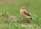 wheatear_290410jj.jpg