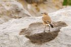 wheatear_Fluke_020919a.jpg