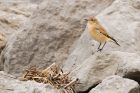 wheatear_Fluke_020919b.jpg