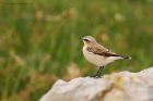 wheatear_Fluke_020919c.jpg