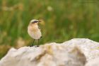 wheatear_Fluke_020919d.jpg