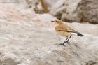 wheatear_Fluke_020919e.jpg