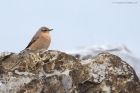 Filename=wheatear_RP_161021a.jpg
Filesize=822KB
Dimensions=1300x867
Date added=Aug 22, 2024 wheatear_RP_161021a.jpg