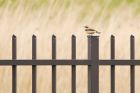 wheatear_fwd_110518a.jpg