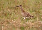 whimbrel_160508a.jpg