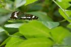 whiteAdmiral_070611a.jpg