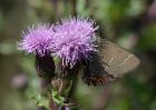 whiteLetterHairstreak_210710b.jpg