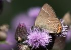 whiteLetterHairstreak_210710c.jpg