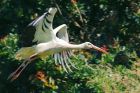 whiteStork_210618b.jpg