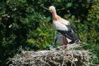 whiteStork_210618c.jpg