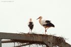 Filename=whiteStork_SLzoo_150322a.jpg
Filesize=724KB
Dimensions=1300x867
Date added=Aug 22, 2024 whiteStork_SLzoo_150322a.jpg