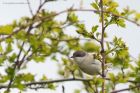 whitethroat_010515a.jpg