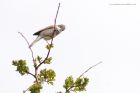 whitethroat_010515b.jpg