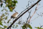 whitethroat_010515i.jpg