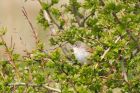 whitethroat_010515j.jpg