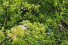 whitethroat_010515k.jpg