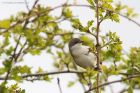 whitethroat_010515m.jpg