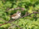 whitethroat_0105b.jpg