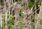 whitethroat_030510a.jpg