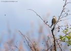 whitethroat_030510c.jpg