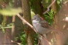 whitethroat_050512a.jpg