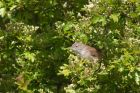 whitethroat_120512a.jpg