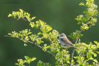 whitethroat_140516a.jpg