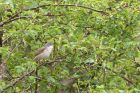 whitethroat_150411a.jpg