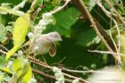 whitethroat_150615b.jpg