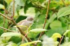 whitethroat_150615c.jpg