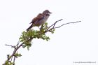 whitethroat_160411a.jpg