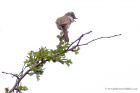 whitethroat_160411b.jpg