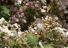 whitethroat_190511a.jpg