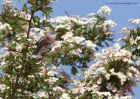 whitethroat_190511b.jpg