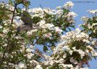 whitethroat_190511c.jpg