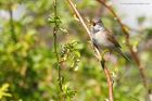 whitethroat_200416a.jpg