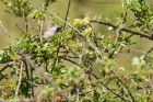 whitethroat_200416b.jpg