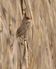 whitethroat_2105d.jpg