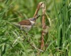 whitethroat_2105e.jpg