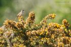 whitethroat_230515a.jpg