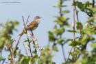 whitethroat_230515b.jpg