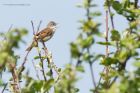 whitethroat_230515c.jpg