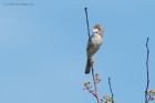 whitethroat_230515e.jpg