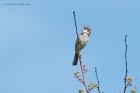 whitethroat_230515g.jpg