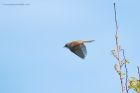 whitethroat_230515h.jpg